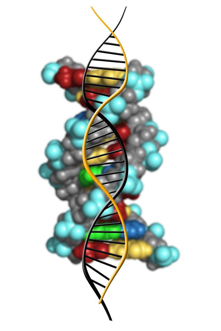 多囊腎（ADPKD）完整指南：遺傳怎麼算、怎麼預測惡化速度、tolvaptan 與每天 3 公升水的科學、家屬篩檢、透析與移植前要不要切腎